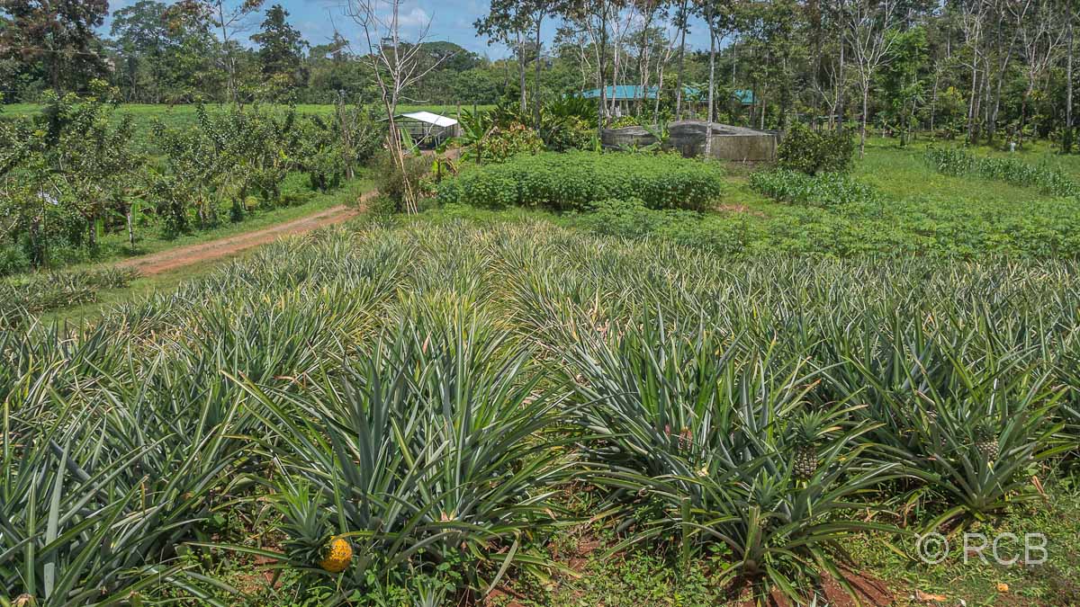 Ananasplantage auf der Finca Sura