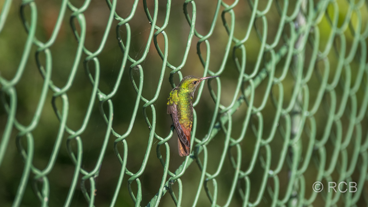 Kolibri auf der Nahrungssuche an der Hängebrücke