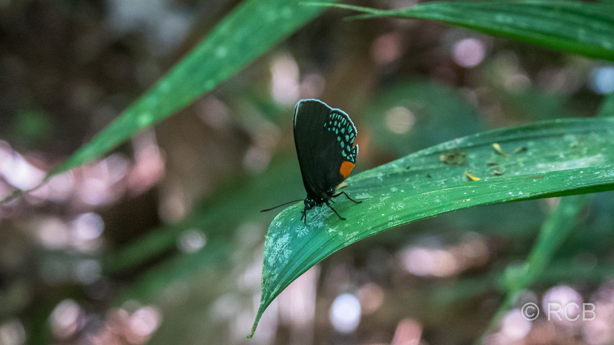 hübscher Schmetterling (Eumaeus-Art)