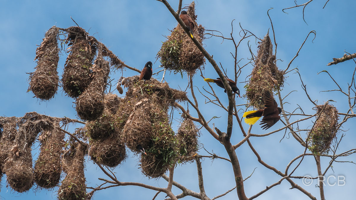 Montezuma-Stirnvögel an ihren Nestern