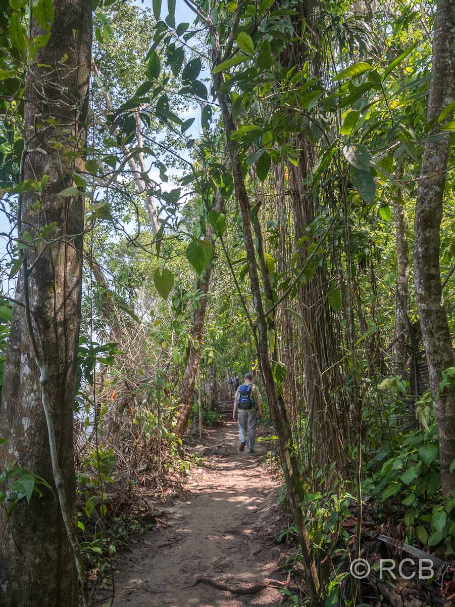 Trail entlang der Küste im Cahuita-Nationalpark