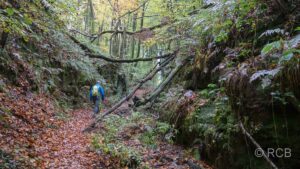 Wanderer im Wald