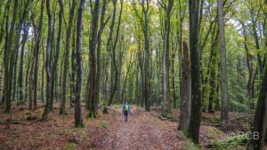 Wanderer im Wald