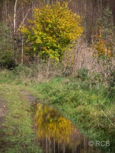 Baum spiegelt sich in einer Pfütze