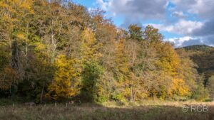 gold leuchtende Bäume im Herbst