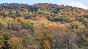 gold leuchtende Bäume im Herbst