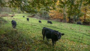 Black Angus Rinder auf den Wiesen am Bachufer