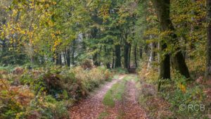 Waldweg mit Herbstlaub im Sonnenschein