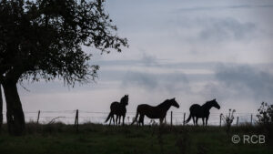 Silhouetten von 3 Pferden