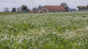 weiße Blüten vor einem Bauernhof