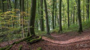 Abstieg im Wald