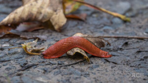 Nacktschnecke