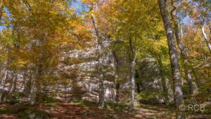 Felsen und bunte Laubbäume