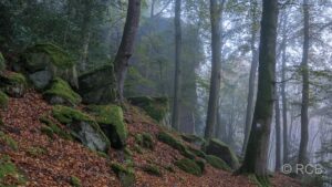 Nebel im Wald