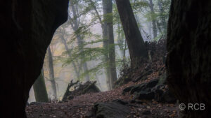 Nebel im Wald