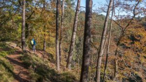 Wanderweg im Herbstwald