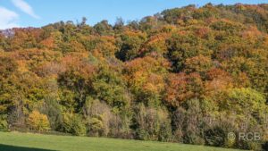 Herbstwald