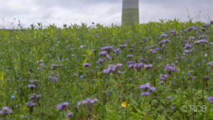 Phacelia vor Windrad