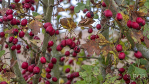 Weißdornbeeren