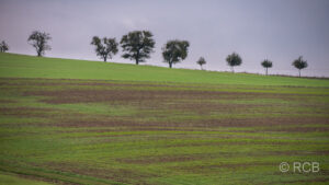 Feld mit Bäumen