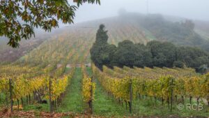 Weinberge im Nebel bei Kesten