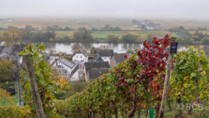 Weinberge oberhalb der Mosel