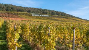 goldene Weinberge