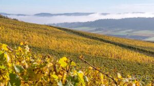 goldene Weinberge