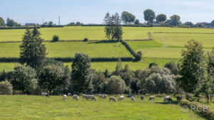 Wiesen und Kühe