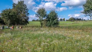 Blumenwiese mit Bienenstöcken