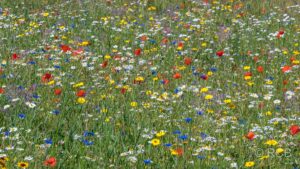 bunte Wiesenblumen