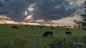 Abendstimmung mit Kühen