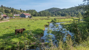 Bachtal mit Kuh