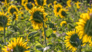 Sonnenblumen